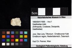 Foto (Objket + Etiketten) von Galatheoidea indet. 